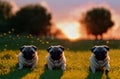 Cute pugs on green lawn with daisies at sunset. Sweet wrinkled dogs on walk on green grass with wild flowers, chamomiles