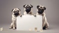 Cute pugs hold white empty paper board mockup. Isolated on gray background.