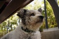 Cute pumi dog with collar resting peacefully after playtime