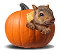 Cute Pumpkin Squirrel