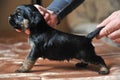 Cute puppie of a Jagdterrier