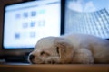 Cute puppie sleep Royalty Free Stock Photo