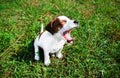 Cute puppie yawning Royalty Free Stock Photo