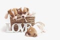 Cute puppies in a basket isolated on white