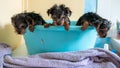 Cute puppies, in a blue bowl