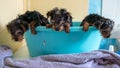 Cute puppies, in a blue bowl