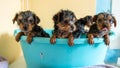 Cute puppies, in a blue bowl