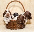 Puppy of brown English Cocker Spaniel dog Royalty Free Stock Photo