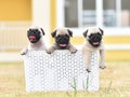 Cute puppies Pug with white bucket Royalty Free Stock Photo