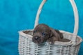 Cute puppies Cane Corso in a rattan basket.Blue background Royalty Free Stock Photo