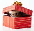 Cute puppies chihuahua in box Royalty Free Stock Photo