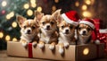 Cute puppies Chihuahua wearing Santa Claus red hat sit in the gift box