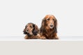 Cute puppies, dachshund dogs posing isolated over white background Royalty Free Stock Photo