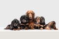 Cute puppies, dachshund dogs posing isolated over white background Royalty Free Stock Photo