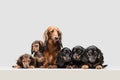 Cute puppies, dachshund dogs posing isolated over white background Royalty Free Stock Photo