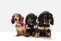 Cute puppies, dachshund dogs posing isolated over white background Royalty Free Stock Photo