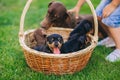 Cute puppies dachshunds in basket are next to it`s boy`s legs on the grass outdoors Royalty Free Stock Photo