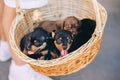 Cute puppies dachshunds in basket in it`s boy`s hands outdoors Royalty Free Stock Photo