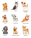 Cute puppies. Funny dogs of different breeds. Cartoon pomeranian, husky and terrier, pug and poodle, bulldog and