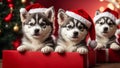 Cute puppies husky wearing Santa Claus red hat under the Christmas tree