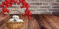 Cute puppies inside basket symbolizing care and love on wood and bricks background for Valentines day. Symbols of love for Happy Royalty Free Stock Photo