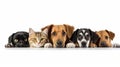 Cute puppies and kittens hanging over a white wooden board with copy space on a white background.
