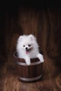 Cute puppies Pomeranian dog sitting on a wooden bucket Royalty Free Stock Photo