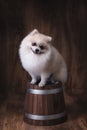 Cute puppies Pomeranian dog sitting on a wooden bucket Royalty Free Stock Photo