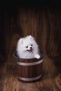 Cute puppies Pomeranian dog sitting on a wooden bucket Royalty Free Stock Photo