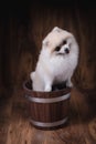 Cute puppies Pomeranian dog sitting on a wooden bucket Royalty Free Stock Photo