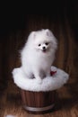 Cute puppies Pomeranian dog sitting on a wooden bucket Royalty Free Stock Photo