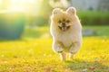 Cute puppies Pomeranian Mixed breed Pekingese dog run on the grass with happiness