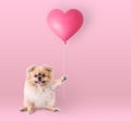 Cute puppies Pomeranian Mixed breed Pekingese dog sitting holding a heart shaped balloon isolated on pink background for