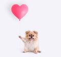 Cute puppies Pomeranian Mixed breed Pekingese dog sitting holding a heart shaped balloon isolated on white background for