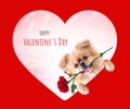 Cute puppies Pomeranian Mixed breed Pekingese dog sitting with rose in heart shape for Valentines day