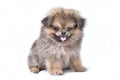 Cute puppies Pomeranian Mixed breed Pekingese of dog standing on white background