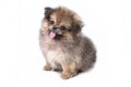 Cute puppies Pomeranian Mixed breed Pekingese of dog standing on white background