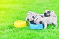 Puppies of Pug eating feed