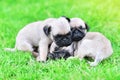 Cute puppies Pug sleeping together