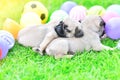 Cute puppies Pug sleeping together