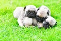 Cute puppies Pug sleeping together