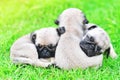 Cute puppies Pug sleeping together