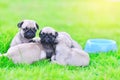 Cute puppies Pug sleeping in green lawn