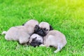 Cute puppies Pug sleeping together