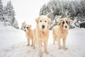 Beautiful White Shepherd Dog Puppies In Snow
