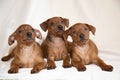 Cute puppies three from one brood are sitting. Puppies two months old are brown. Royalty Free Stock Photo