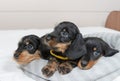 Cute puppies of a wire-haired dachshund are lying on the bed. Portrait of dogs.