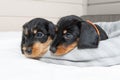 Cute puppies of a wire-haired dachshund are lying on the bed. Portrait of dogs.