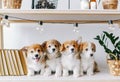 Cute puppies on a wooden shelf