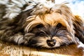 Cute pupppy Royalty Free Stock Photo